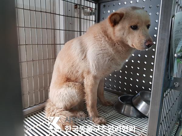 한국동물구조관리협회_441409202500303